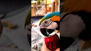 The Coca-Cola Kid, my very own can on #talent #skill #cocacola  #blue #macaw #macawlover  #parrots