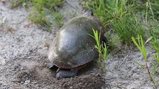 Snapping Turtle, Colonel Samuel Smith Park, 06/01/23