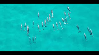 Whales and Dolphins |Cinematic Footage| At Noosa