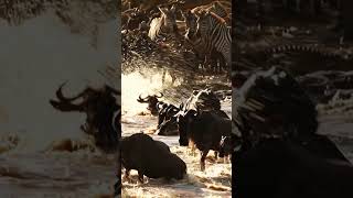 The big migration of Gnu´s in Masai Mara