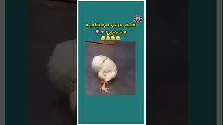 يا عضمك يا رضا 😂