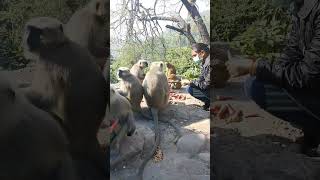 Langur monkey ek sath eating gazar