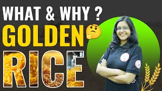 Golden Rice Explained: The Controversy and Potential Benefits!  #GoldenRice #competitionguru