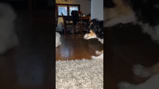 funnycat  #fyp  #funnyvideos