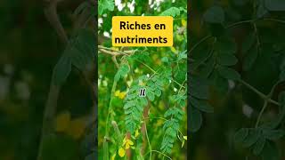 Le moringa est riche en nutriments #moringa #vitamines #calcium