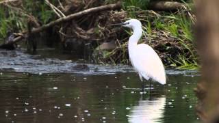 Little egret in Cole River