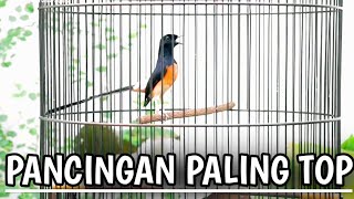 PANCINGAN MURAI BATU GACOR AMPUH BUAT PANCINGAN MURAI BATU AGAR BUNYI CEPAT BONGKAR MATERI