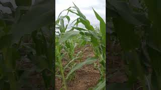 #maize #corn #africa #nigeria #farming #agriculture #farmer