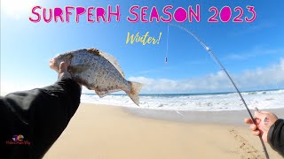 Surfperch season 2023| Winter BSP are Huge.