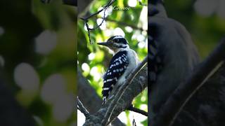 Hairy woodpecker #nature  #shorts