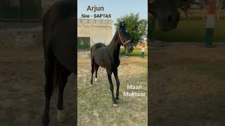 #horse #horseriding #horselover #horsepower #horses #viral #shortsvideo #raosahab  ( Arjun )