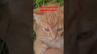 VOCÊ SABIA DESSA? CURIOSIDADE SOBRE O GATO! #shorts