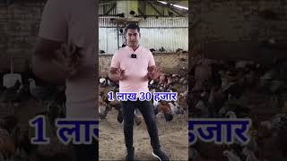 मात्र 1600 मुर्गी से 1 लाख 40 हजार की कमाई #desimurgifarmbusiness