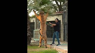 Big Tiger In Playing Mood | Nouman Hassan