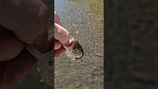 Caught this little guy right here #fishing #catchandrelease #creekfishing #largemouth #shorts