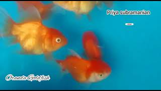 Most Beautiful Red Cap Oranda Goldfish in the My Home Pet || Oranda Goldfish @priyasubramanian