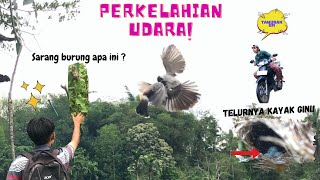 PIKAT KUTILANG DI SAMBAR BL GANAS DAN MENEMUKAN SARANG BURUNG ANEH