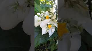 Gorgeous White Flower!