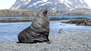 Tired Fur Seal Resists, but Eventually Falls Asleep 😴 While Guarding His Territory