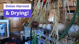 Onion Harvest & Drying