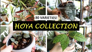 $80 Per Leaf? HUGE Hoya Collection Tour with 80 Varieties and 100+ Plants! | Plant Collection Ep. 1