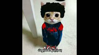 ف تحب سبايدر مان؟ ✨😄 #اكسبلور #cat #فلسطين #shortvideo #youtubeshorts #shorts #short#viral #لايك #op