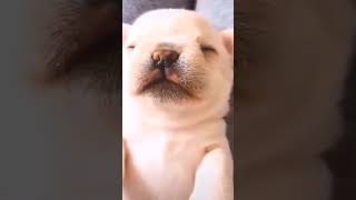 Cute Puppy Eating While Sleeping 😍