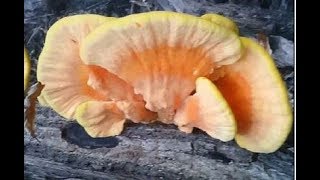 Finest Chicken of the Woods - Tasty Edible Mushroom