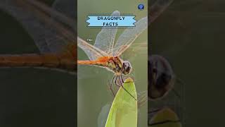 Dragonfly Facts #shorts #facts #dragonfly