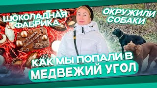 МЫ ПОПАЛИ В МЕДВЕЖИЙ УГОЛ . ОКРУЖИЛИ СОБАКИ. КОНДИТЕРСКАЯ ФАБРИКА.