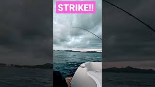 Strike #shorts #fishing