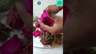 Dragon Fruit Cutting 🔪Dragon Fruit How to Cut 👩‍🍳 #dragonfruit #dragonfruitcutting #shorts