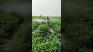 Spraying pesticides in red chilli farm #shorts #ytshorts #youtubeshorts