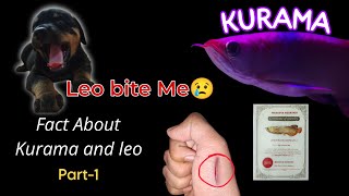 Leo ne kat liya😢 || KURAMA ka certificate mil gaya magar uska koi fayda nahi? || Diwali Update