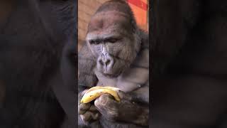 guérilla eating a banana