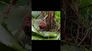 The African jacana (Actophilornis africanus) with her babies. #jacana #birds #wildlife #shorts #pets