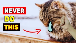 10 Things Cats Will NEVER Forgive and How to Avoid Them