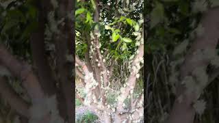 Sabara Jaboticaba Flowering