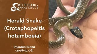 Herald Snake rescued near Paarden Island (20180108)