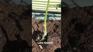 How I plant my Tomatoes