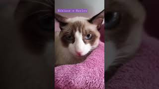 Benefício de ter um gato #gatos #pets #rumoa1k #niklaus #hayley