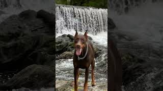 Doberman Pinscher￼, European Doberman, Brown Doberman, Doberman Swimming, 15 Month old Doberman.