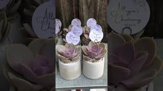 These Gorgeous Succulent Gifts for Christening #concretepots #succulent #suculentas #pvn