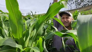 Alegria TOTAL! estamos animados com a lavoura de sorgo gigante