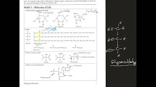 Answers to Biomolecule Study Guide and Practice