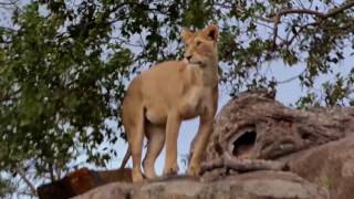 Serengeti National Park (Tanzania) with Samaki Safaris