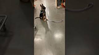 Service dog training in Home Depot #fyp #dogtraining #servicedog