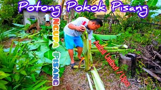 Tebang Pokok Pisang, Ambil Umbut Pisang (Ngupa Pisang) & Dinner @ Rumah Nenek Momoi