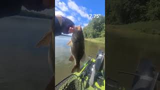 smallie release from native kayak big bass power hour susky