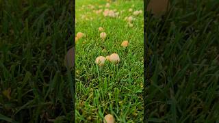 Wild Mushrooms #shorts #nature #wildmushrooms